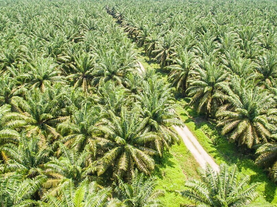 Piantagione di palma da olio