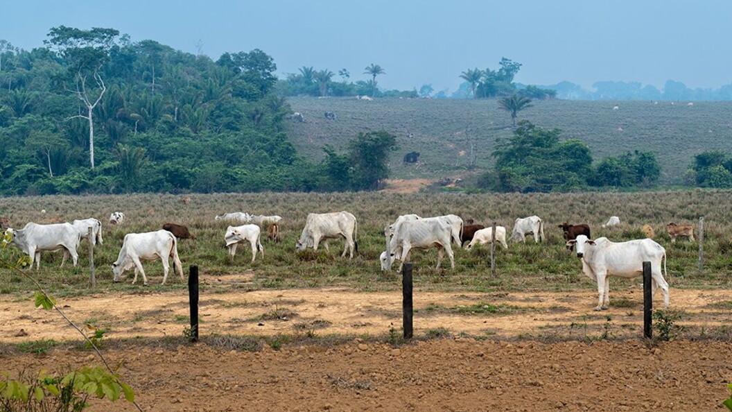 Pascolo sottratto alla foresta