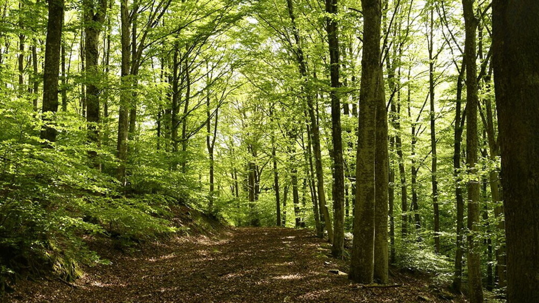 Faggeta