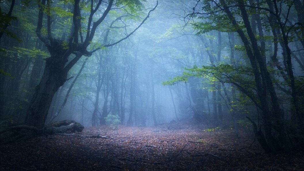 Alba nella foresta