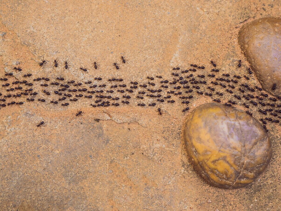 Il pianeta delle formiche 