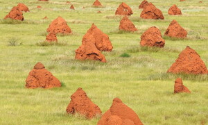 Architettura bestiale, tra raffinatezza e precisione