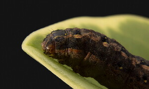 Piante chiacchierone