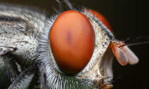 Occhio alla mosca e alle cicale di mare