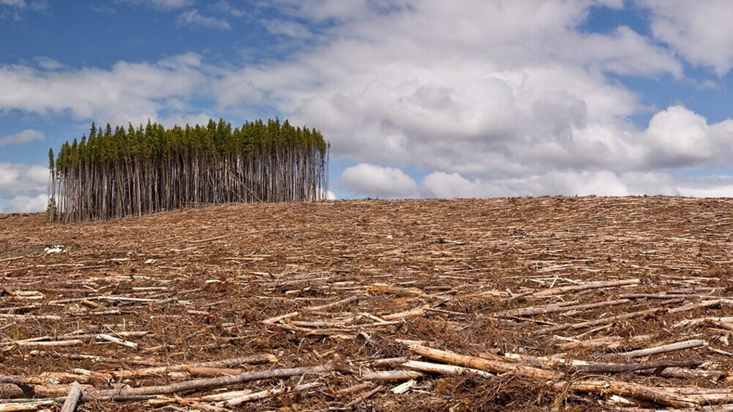 Deforestazione