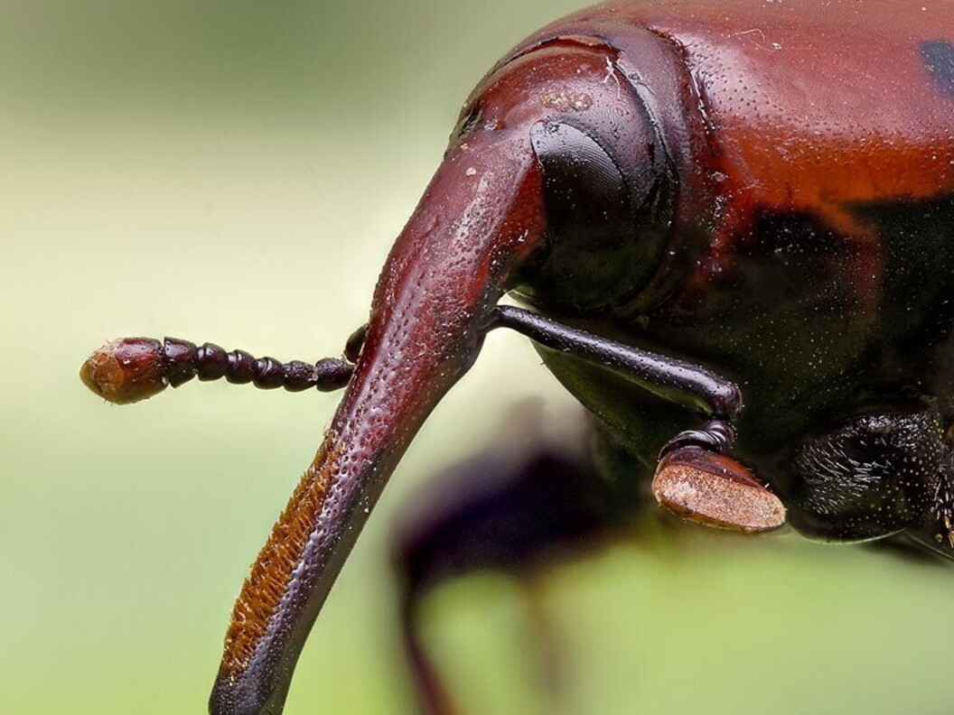 Introduzione di specie alloctone