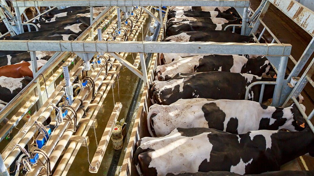 Allevamenti intensivi