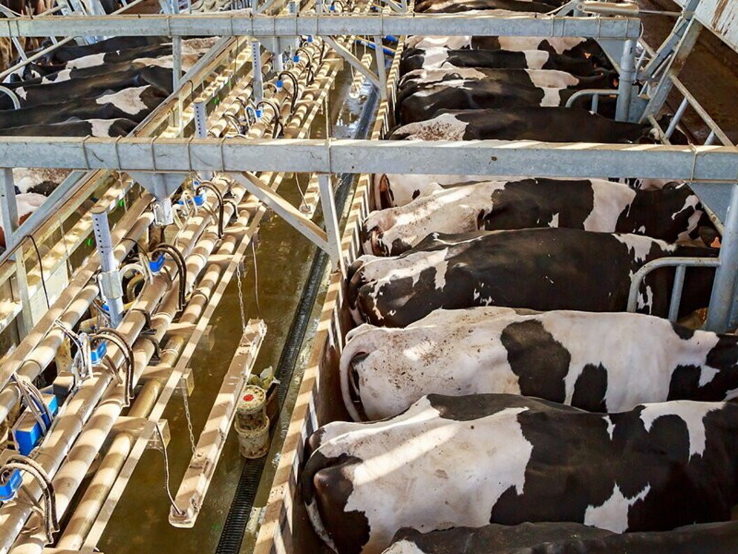 Allevamenti intensivi