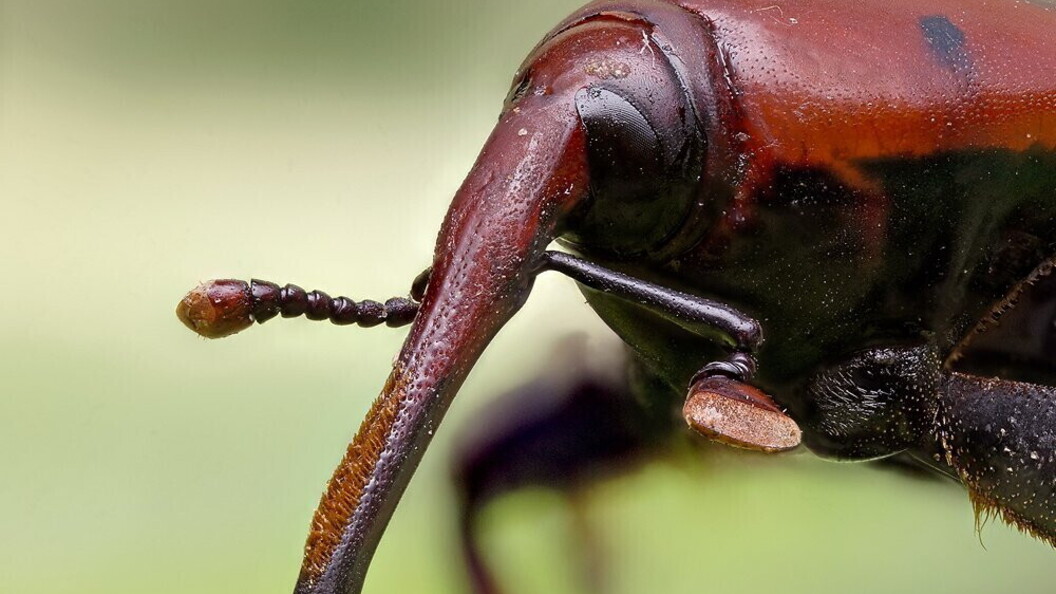 Introduzione di specie alloctone