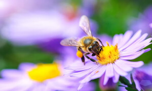 Impollinazione, un’alleanza perfetta fra piante e animali