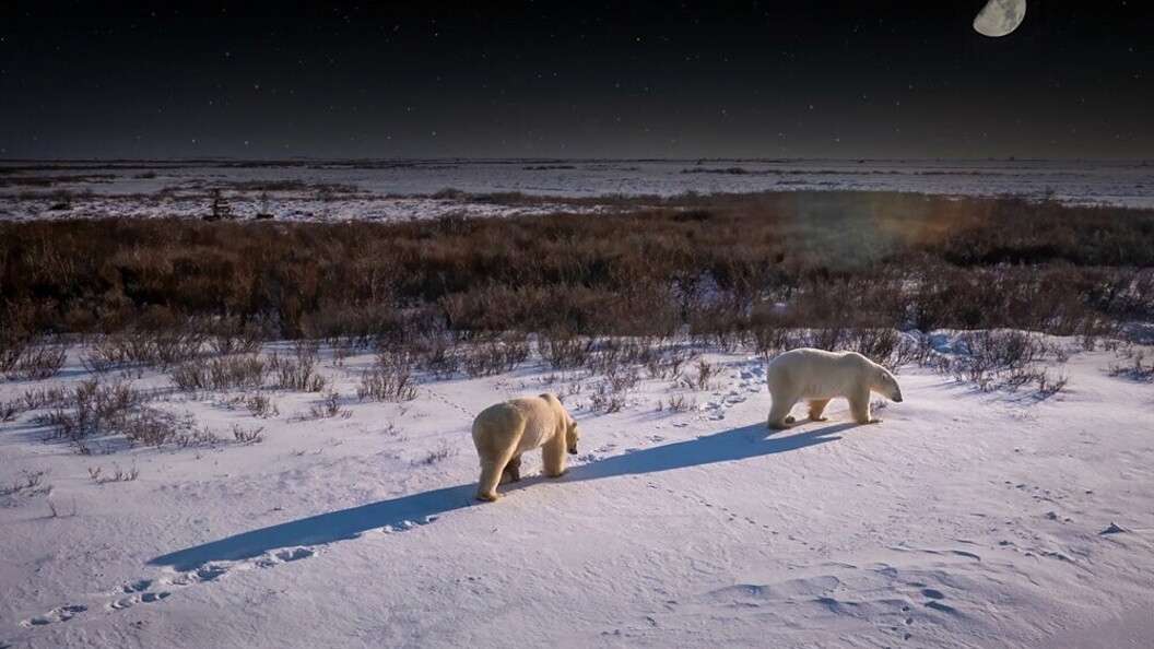 Orso polare
