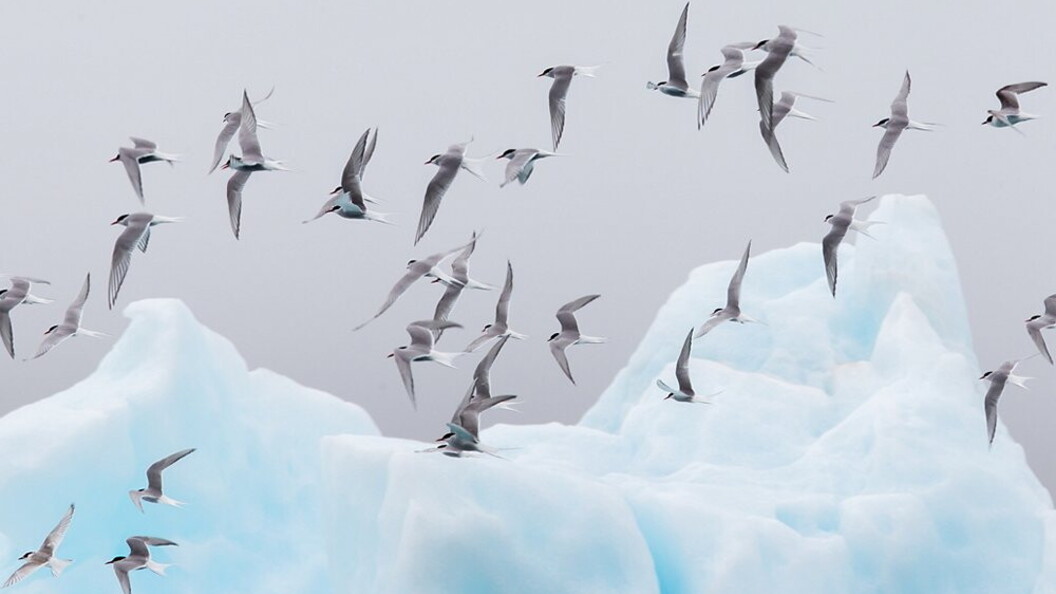 Migrazione di sterne