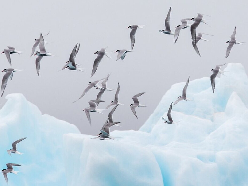 Migrazione di sterne