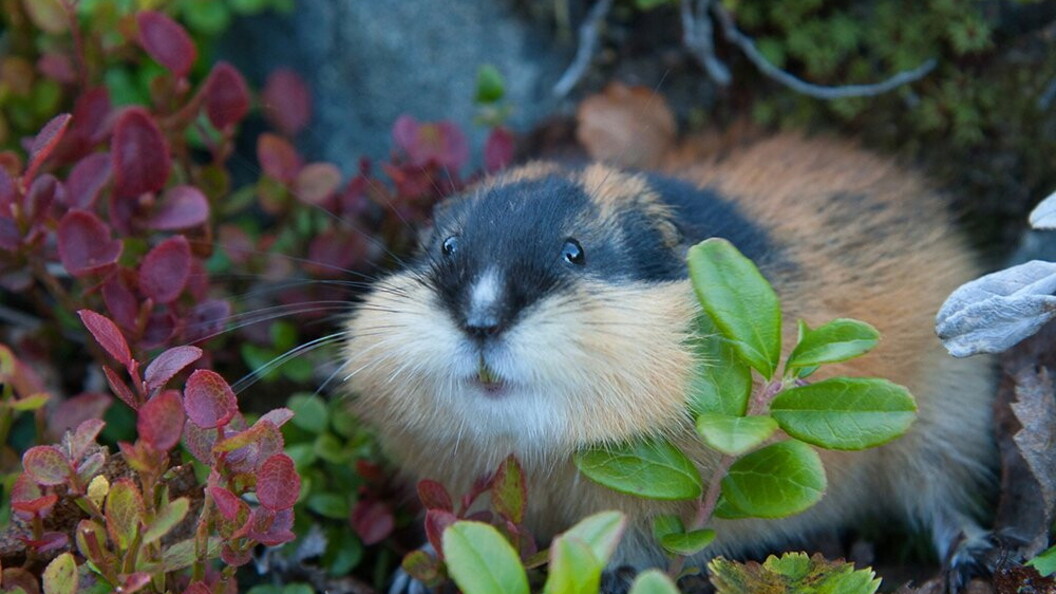 Lemming