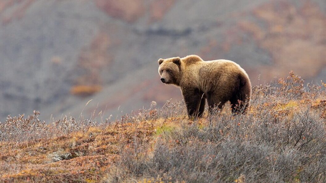 Grizzly