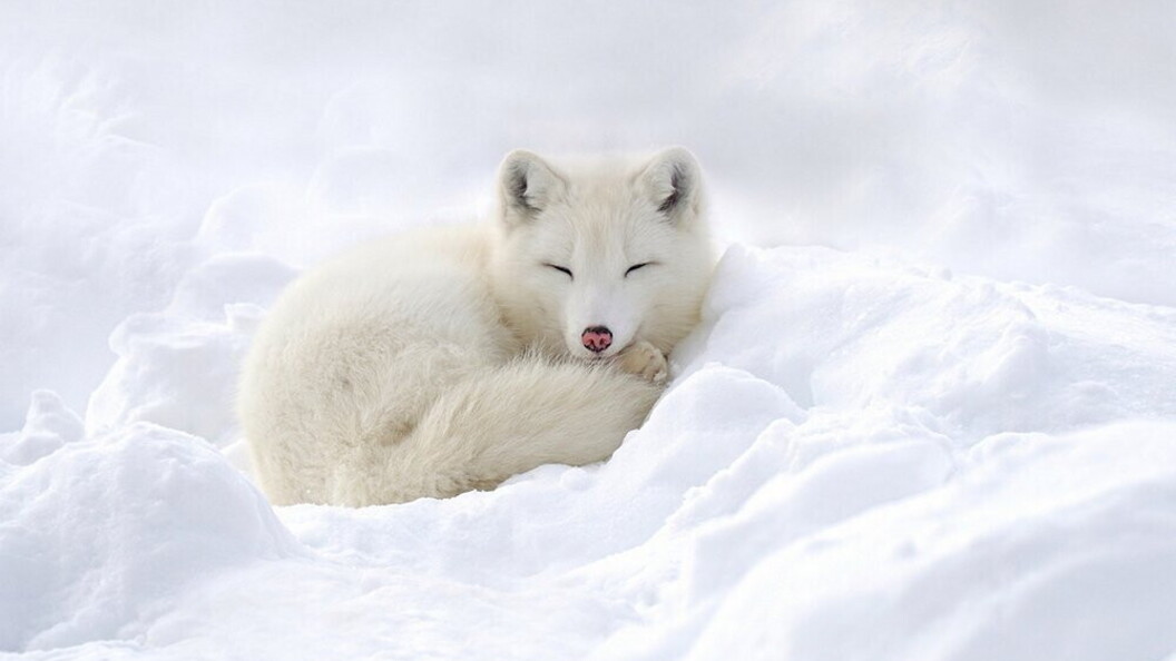 Volpe polare