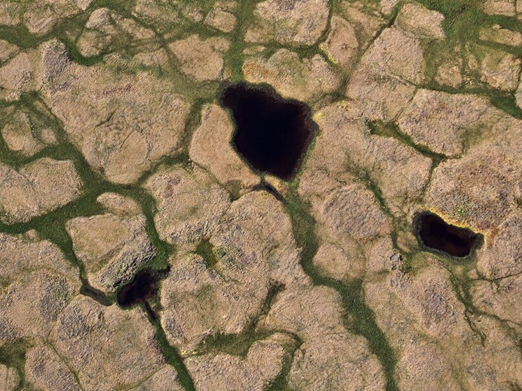 Tundra paesaggio estivo