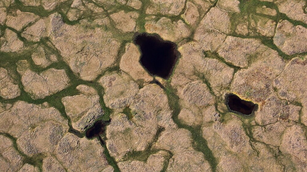 Tundra paesaggio estivo