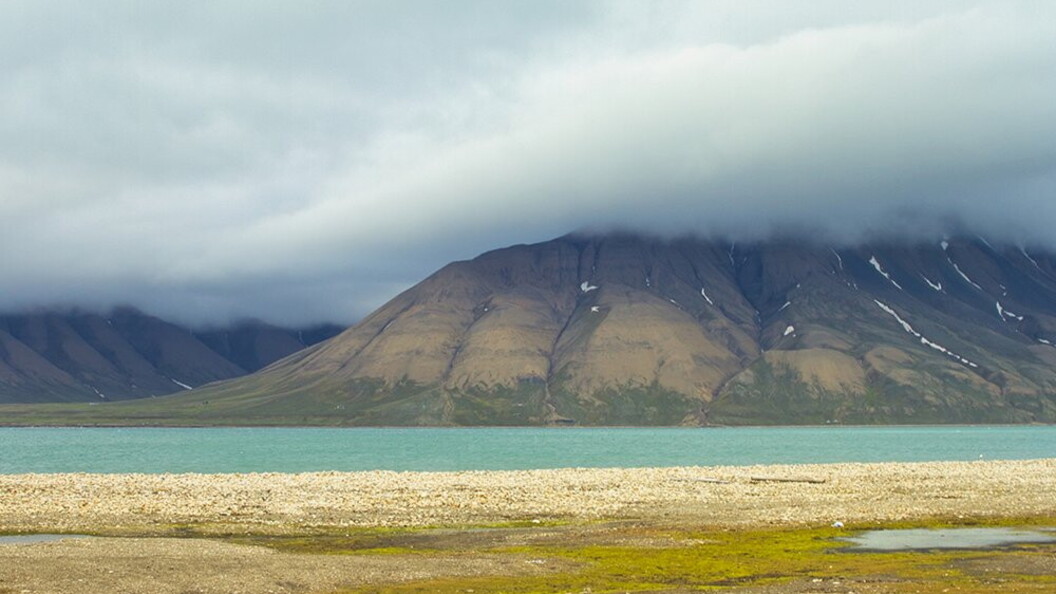 Paesaggio estivo nella tundra