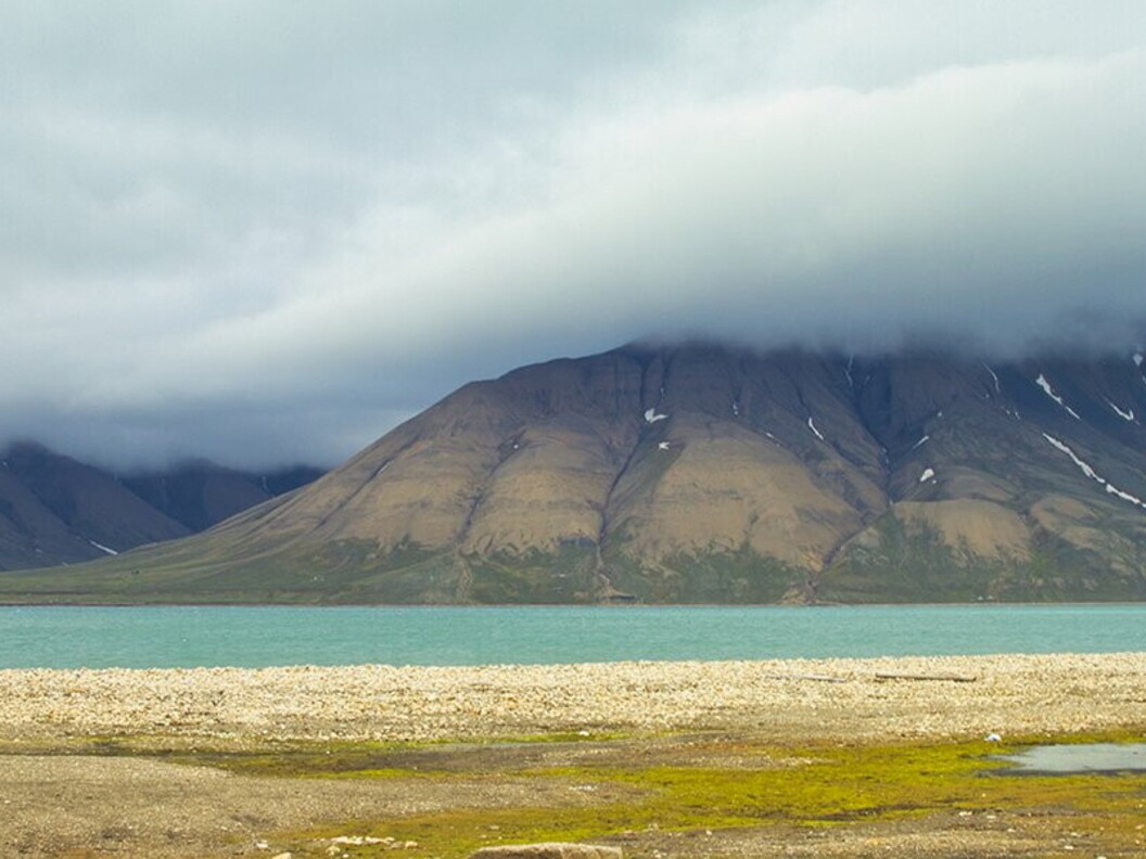 Paesaggio estivo nella tundra
