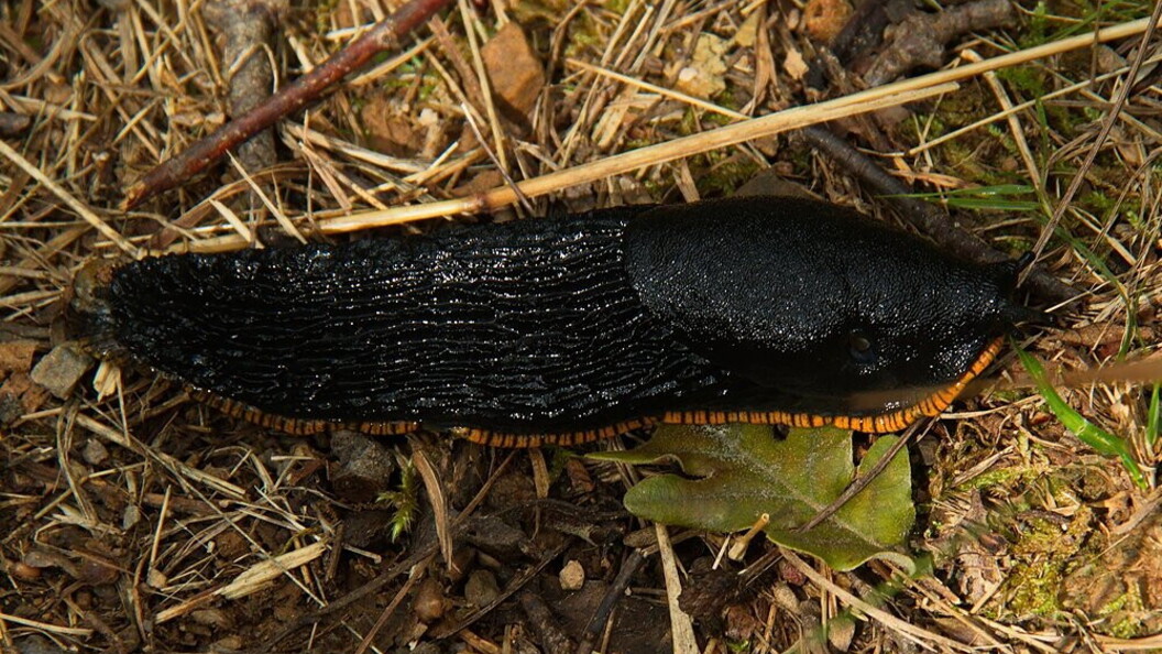 Lumaca nera
