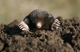 The inhabitants of the soil