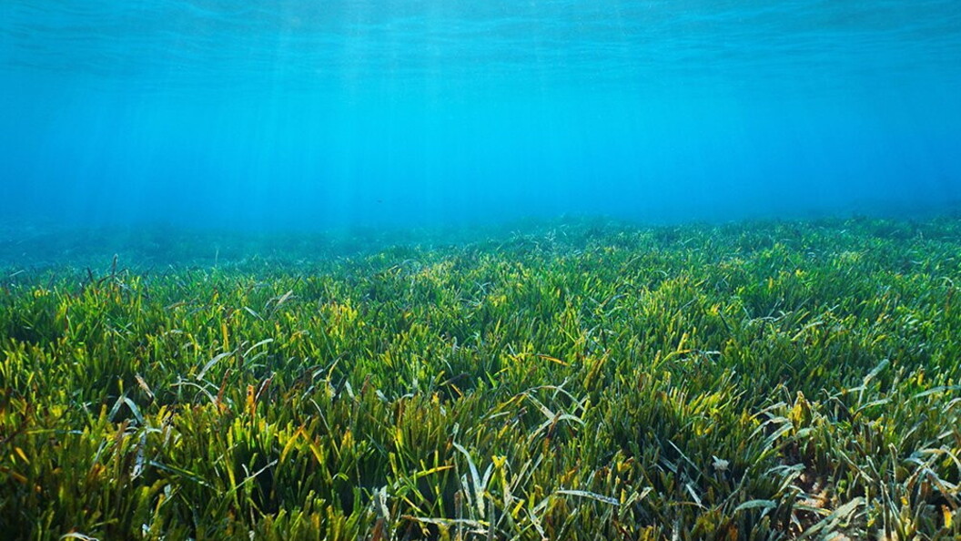 Prateria di posidonia