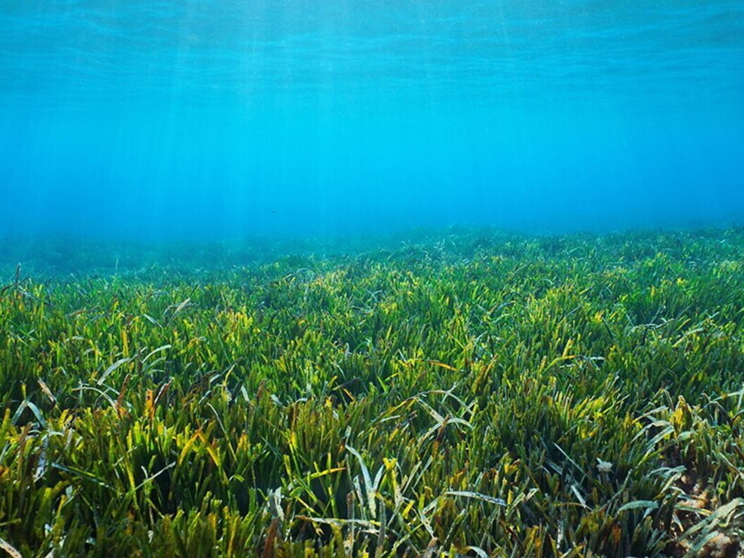 Prateria di posidonia