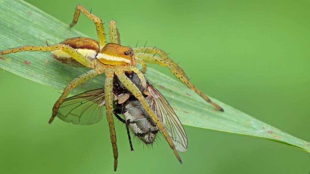 Predazione del ragno