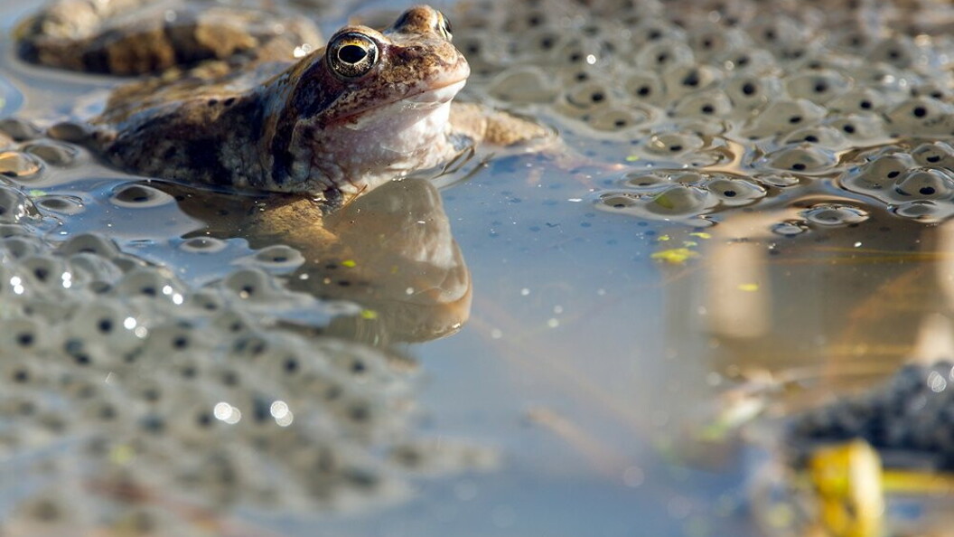 Rana europea e uova