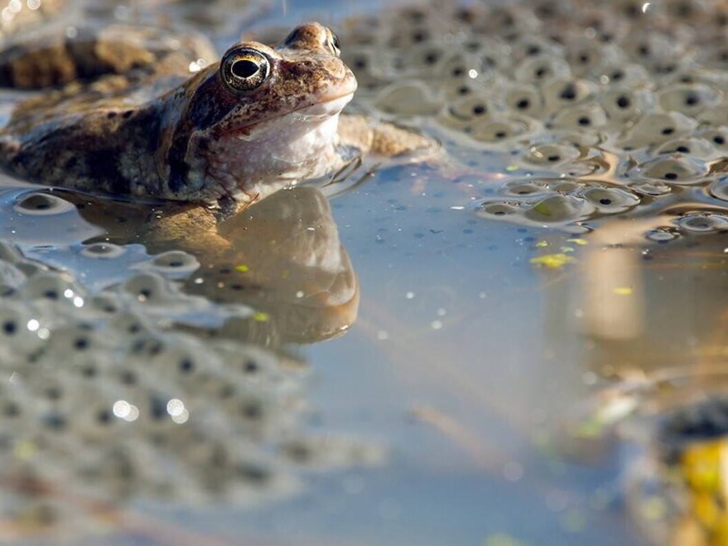 Rana europea e uova