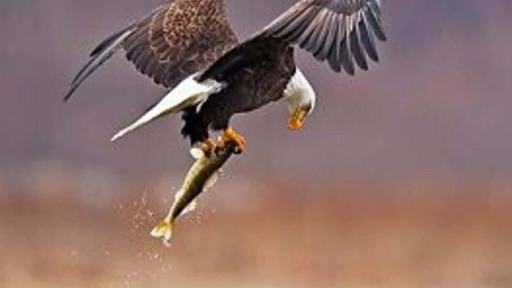 Aquila pesca un pesce