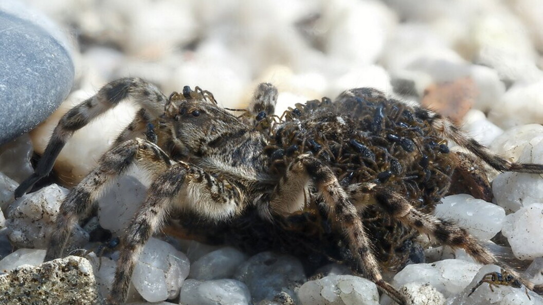 Ragno con nidiata sull’addome