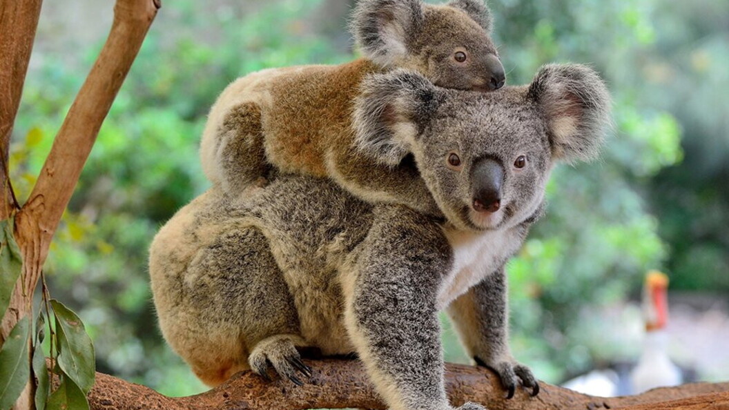 Koala con cucciolo