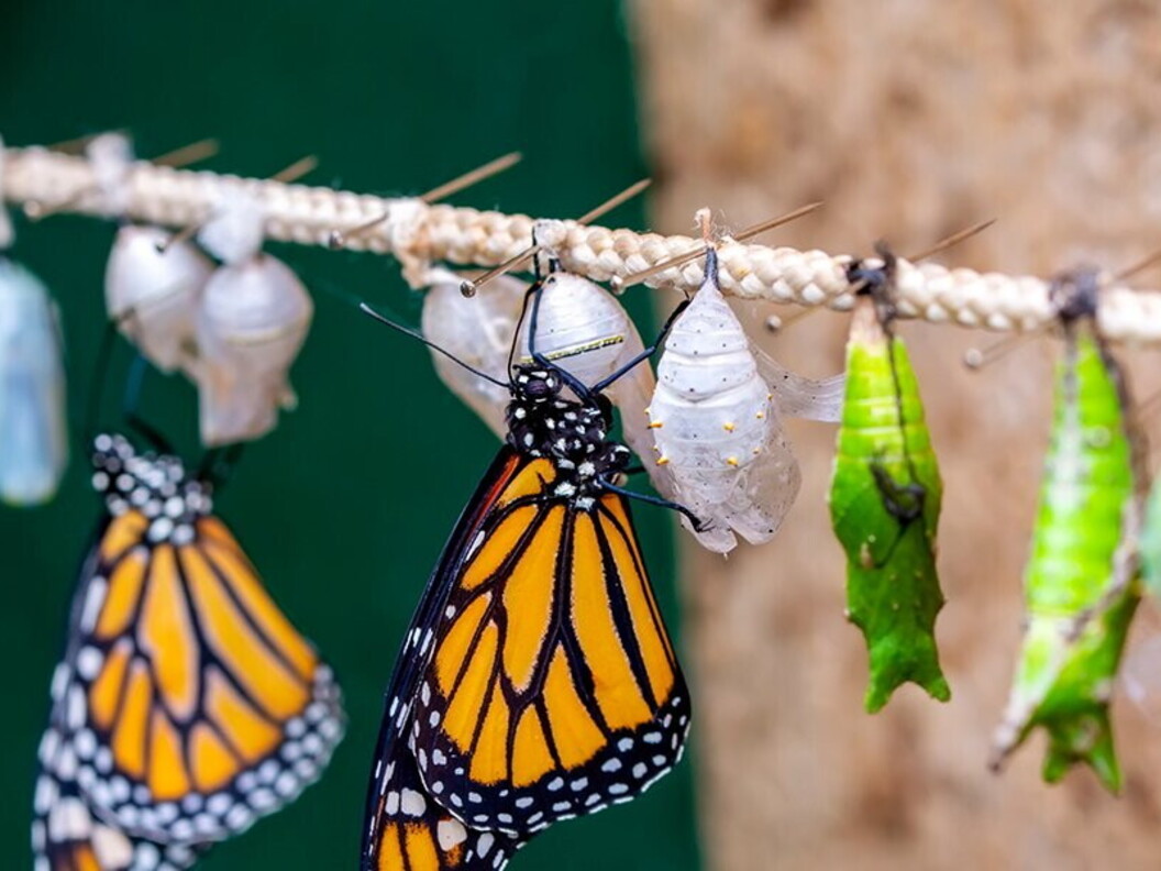 Metamorfosi della farfalla monarca