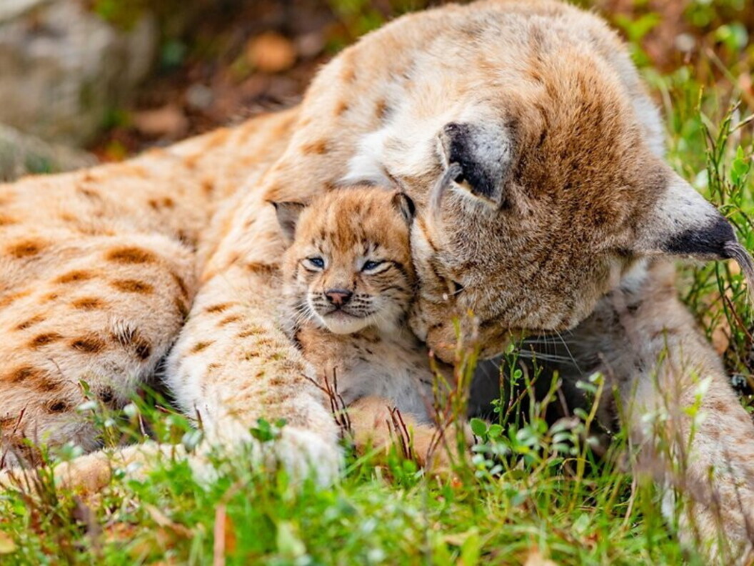 Lince con cucciolo
