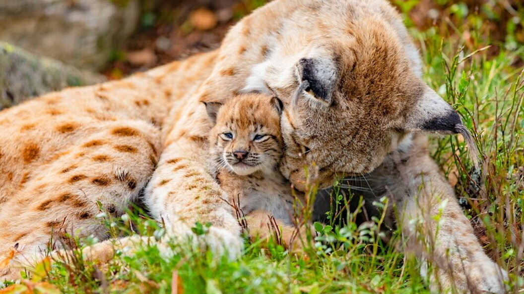 Lince con cucciolo