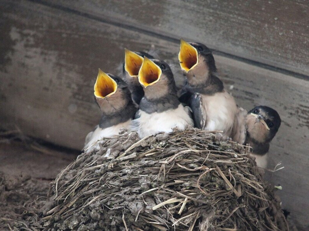 Nidiata di rondini