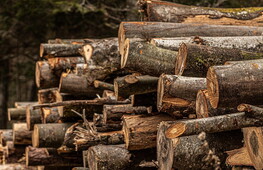 Taiga and human activities 