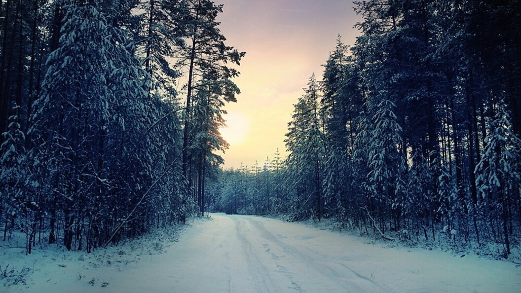 Strada nella foresta