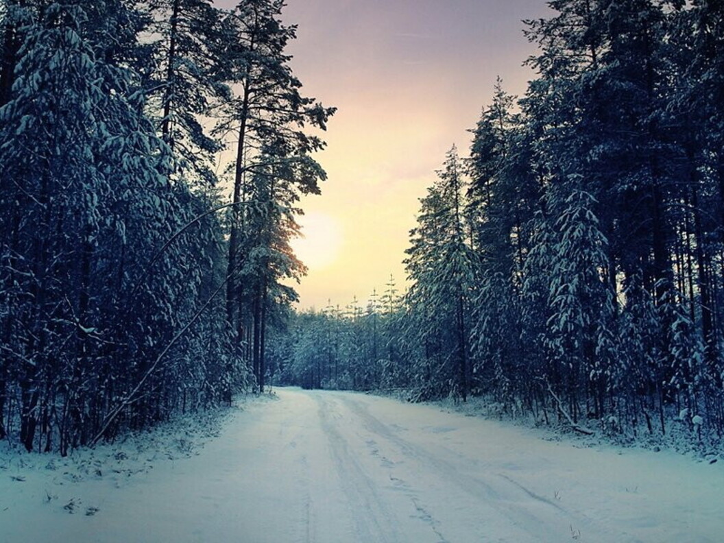Strada nella foresta
