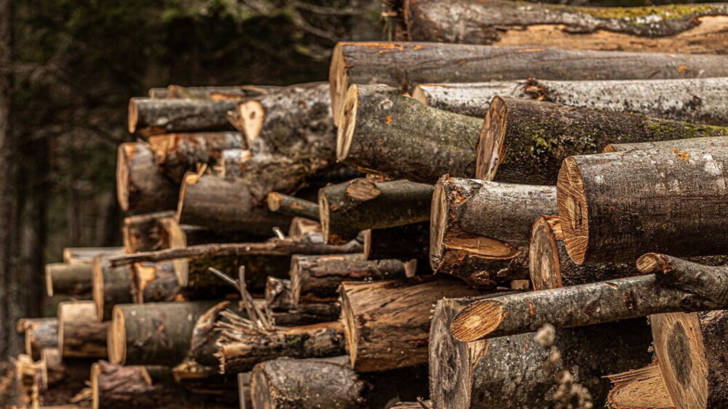 Taglio di legname