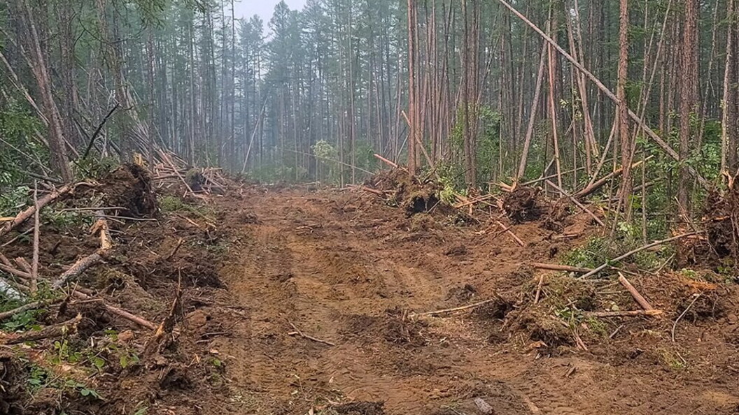 Strada taglia fuoco