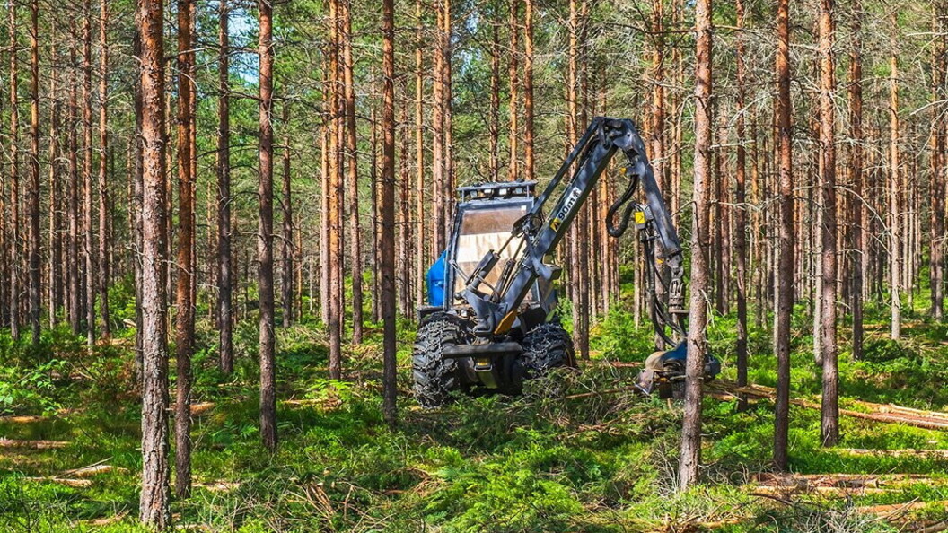 Disboscamento