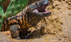 Saliva di lucertola vs. tumori, realtà o fantascienza