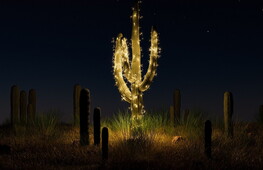 Cactus luminosi