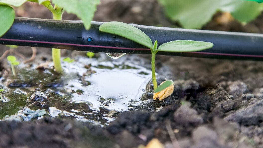 Irrigazione a goccia