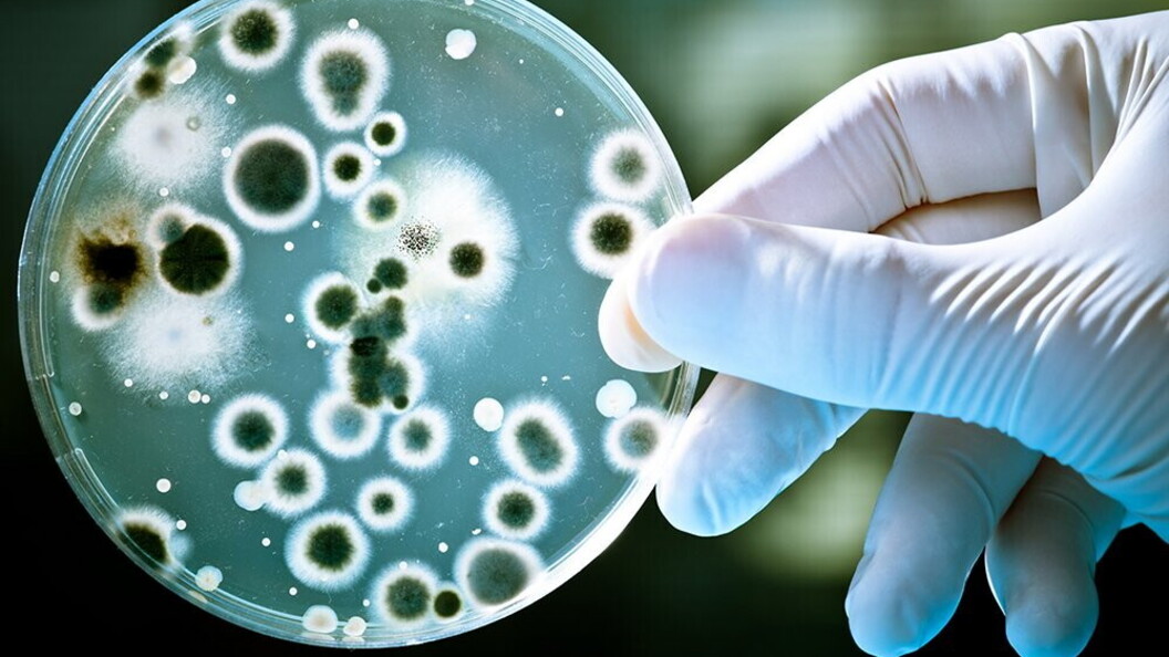 Capsula Petri