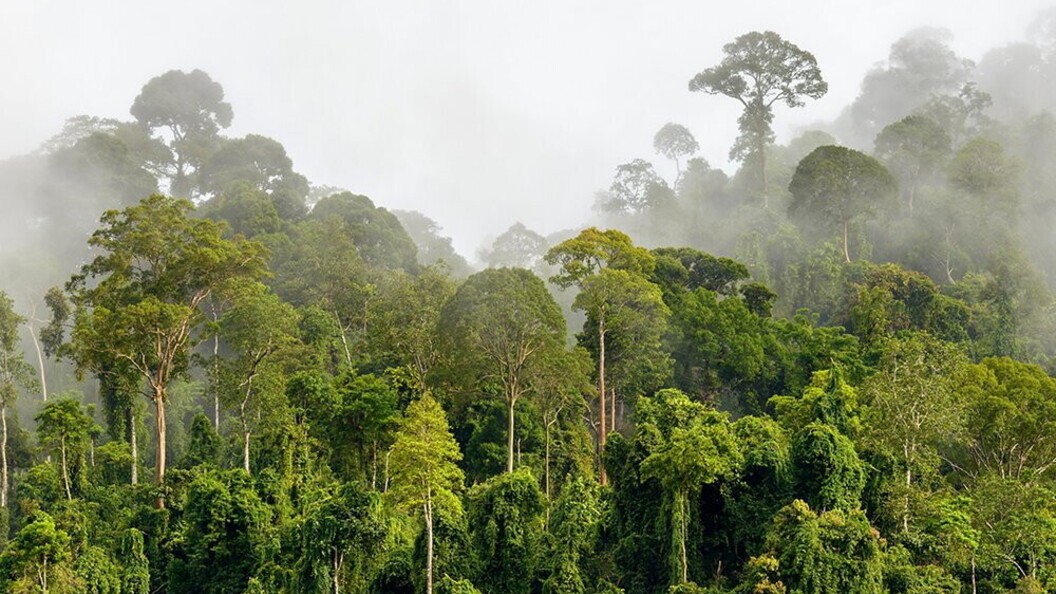 Foresta tropicale