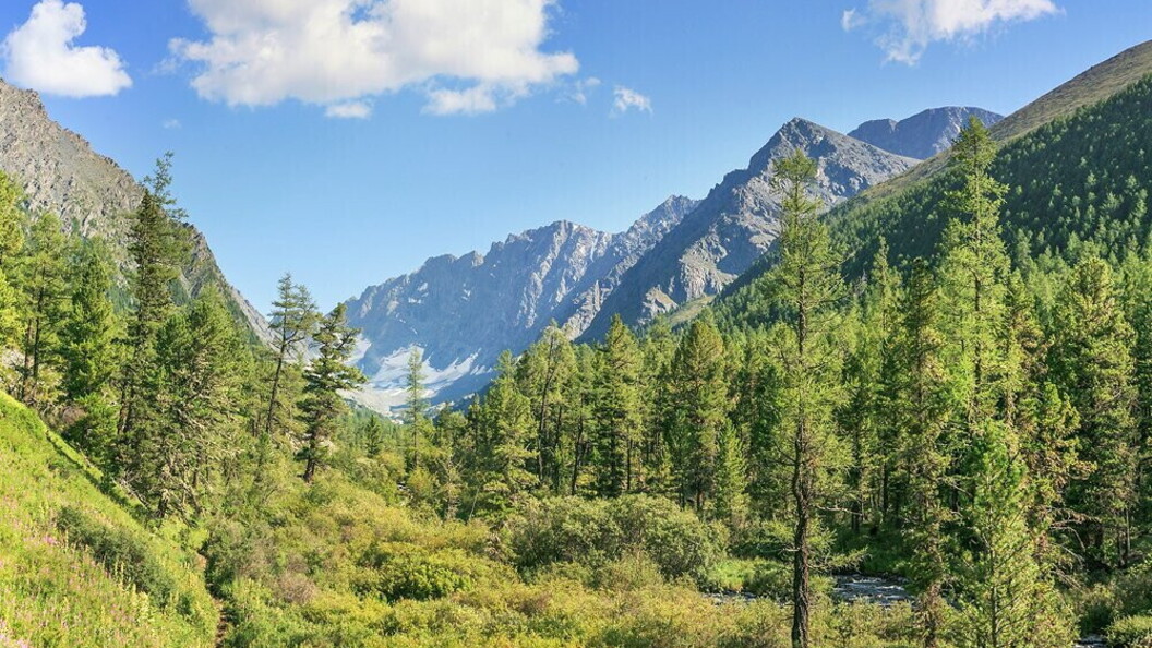 Taiga